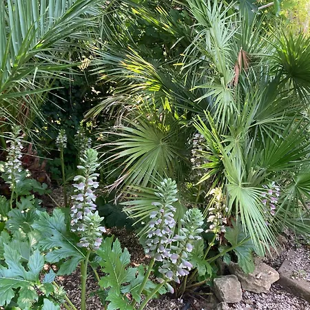 Sanssoucis *